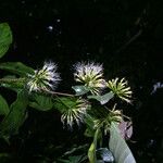 Inga jenmanii Fruto
