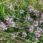 Thymus serpyllum花