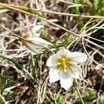 Gagea serotina Fula