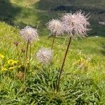 Pulsatilla alpinaКветка