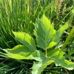 Peucedanum ostruthium Leaf