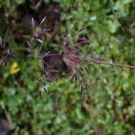 Agrostis pilosula Blüte