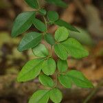 Triphasia trifolia Blad