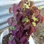 Oxalis hedysaroides Hoja