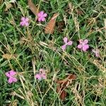 Dianthus deltoides Hábitos