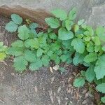 Toxicodendron diversilobum Hoja