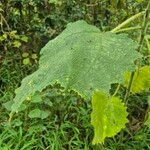 Girardinia diversifolia Blatt