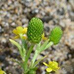 Ranunculus sceleratus Frugt