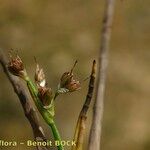 Juncus heterophyllus Frukt