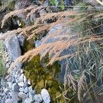 Calamagrostis pseudophragmites 花