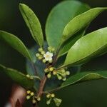 Ilex sebertii Flower