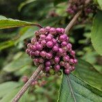 Callicarpa americana Plod