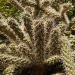 Cylindropuntia imbricata Fulla