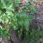 Asparagus asparagoides Leaf