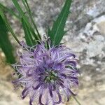 Phyteuma charmelii Floare