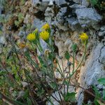 Hieracium amplexicaule Blüte