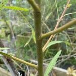 Salix nigra Bark