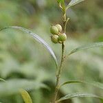 Sarcococca saligna موطن