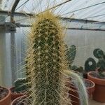 Pilosocereus chrysostele Hoja