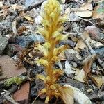 Orobanche hederae Habitat