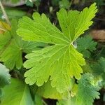 Geranium mascatense Leaf