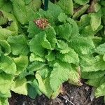 Primula japonica Blatt