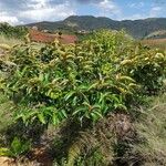 Harungana madagascariensis Hábito