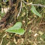 Smilax asperaFuelha