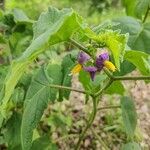 Solanum violaceum Цвят