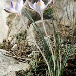 Crocus cambessedesii Характер