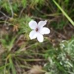 Linum tenuifoliumFlower