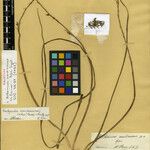 Trachyandra mandrarensis Otro