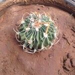 Stenocactus multicostatus Hábito