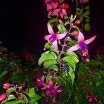 Fuchsia magellanica Fiore