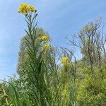 Jacobaea paludosa Flower