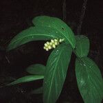 Globba schomburgkii Habit