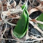 Galanthus elwesii 葉