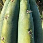 Trichocereus macrogonus Leaf