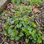 Viola reichenbachiana Habitus