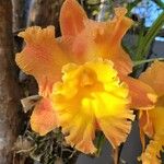 Cattleya wittigiana പുഷ്പം