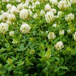 Trifolium alexandrinum Fulla