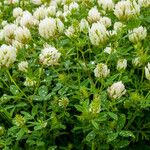 Trifolium alexandrinum Листок