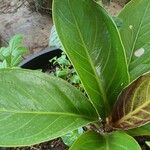 Anthurium jenmanii Leaf