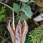 Aristolochia baetica Плод