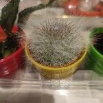 Mammillaria hahniana برگ