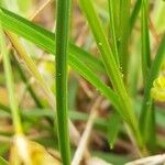 Carex arenaria Levél