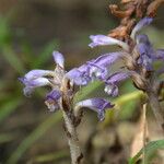 Orobanche ramosa ফুল