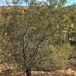 Acacia notabilis Natur