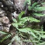 Asplenium trichomanesLeaf