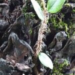 Microgramma vacciniifolia Ліст